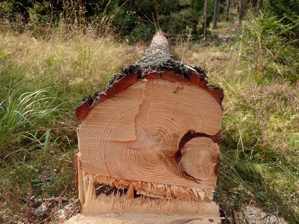 Ett nyfällt träd i skogsmiljö, liggande på marken med tydliga årsringar och sågspår – visar resultatet av professionell trädfällning.